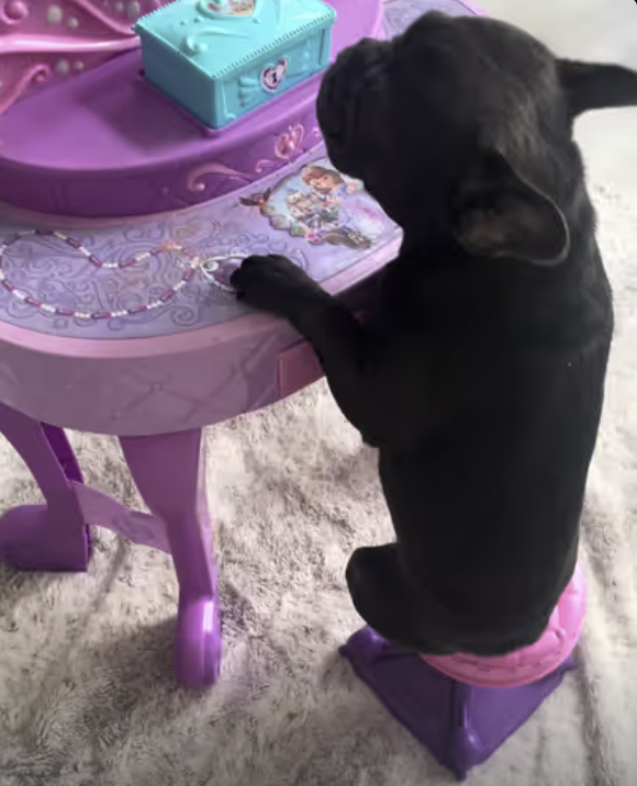 Little Frenchie Princes getting a beautiful makeup !